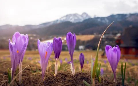 Blooming crocuses. Spring in the mountains. Mount Giewont in the background. Stock Photos