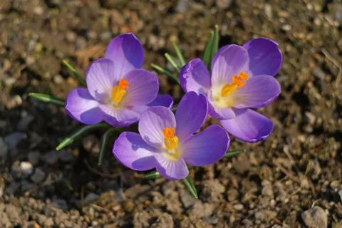 Blooming crocuses in the spring Stock Photos