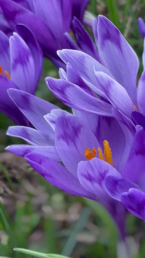 Blooming Crocuses in Springtime Carpathian Mountains Stock Footage 322946685