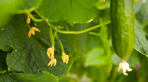 Blooming cucumber on a branch Vidéo 62680477