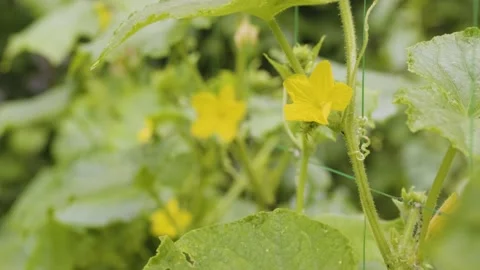 Blooming cucumber bush close up. Cucumber blossom and little pickles Video stock 201779642