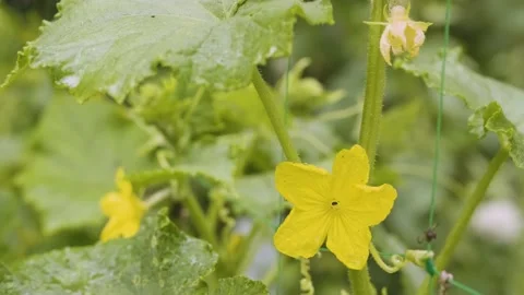 Blooming cucumber bush close up. Cucumber blossom and little pickles Stock Footage 201779956