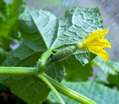 Blooming cucumber Foto stock
