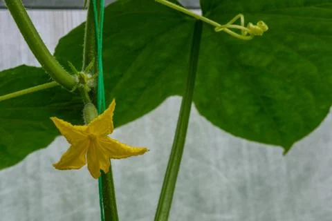 Blooming cucumber. Foto stock