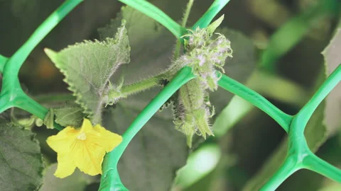 Blooming cucumbers in the garden Stock Footage 161175299