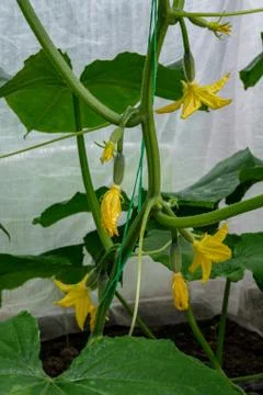 Blooming cucumbers. Stock Photos