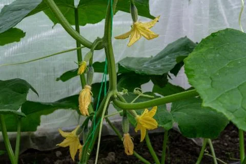 Blooming cucumbers. Stock Photos