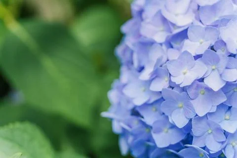 Blooming cultivar bigleaf hydrangea (Hydrangea macrophylla 'Endless Summer') Stock Photos
