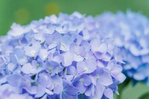 Blooming cultivar bigleaf hydrangea (Hydrangea macrophylla 'Endless Summer') Foto stock