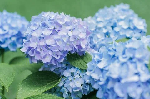 Blooming cultivar bigleaf hydrangea (Hydrangea macrophylla 'Endless Summer') Stock Photos