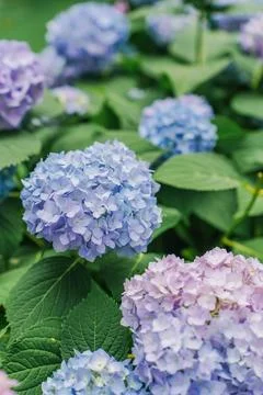 Blooming cultivar bigleaf hydrangea (Hydrangea macrophylla 'Endless Summer') Foto stock