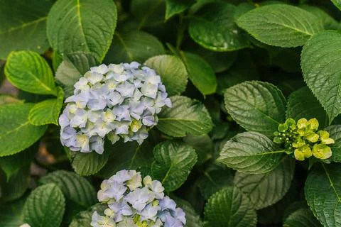 Blooming cultivar bigleaf hydrangea (Hydrangea macrophylla 'Endless Summer') Stock Photos