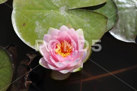 Blooming cultivar hardy water lily (Nymphaea sp. 'Hollandia') Stock Photos