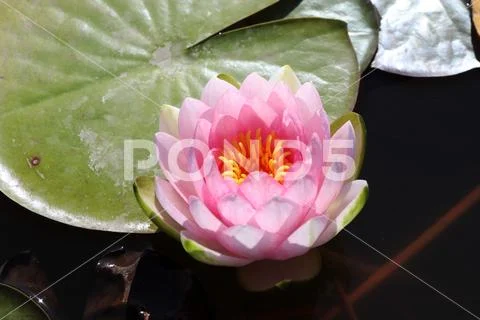 Blooming cultivar hardy water lily (Nymphaea sp. 'Hollandia') Stock Photos