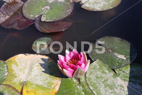 Blooming cultivar hybrid hardy water lily (Nymphaea x 'Attraction') Stock Photos