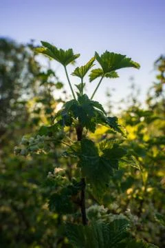 Blooming currant at dawn in the dew Stock Photos