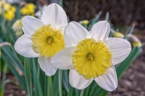 Blooming daffodil with the blurred background Stock Photos