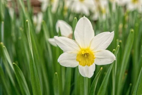 Blooming daffodil with the blurred background Stock Photos