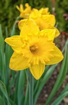 Blooming daffodil with the blurred background Foto stock