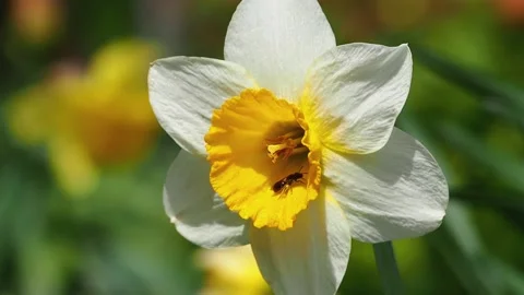 A blooming daffodil flower with an insect inside swings in the wind-macro Stock Footage 201319616