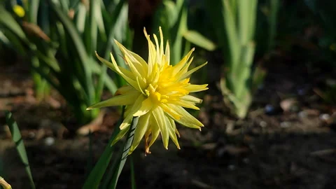 Blooming daffodil flower Rip Van Winkle spring Yellow petals narcissus Stock Footage 309401267