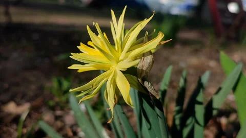 Blooming daffodil flower Rip Van Winkle spring Yellow petals narcissus Vídeo Stock 309401364