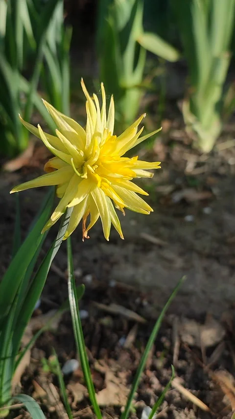 Blooming daffodil flower Rip Van Winkle spring Yellow petals narcissus Vertical Stock Footage 311086444