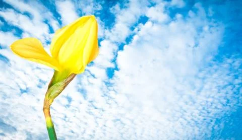 Blooming daffodil Stock Photos
