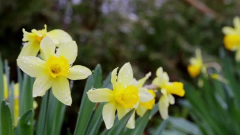 Blooming daffodil in the snow in spring. Stock Footage 153434151