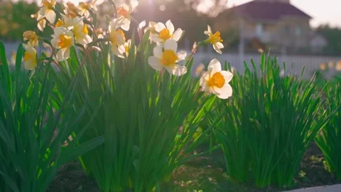 Blooming daffodils on the background of the sunset, close-up Stock Footage 311565952
