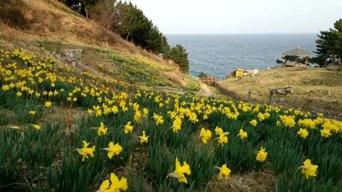 Blooming daffodils on the beach park. Stock Footage 145971278