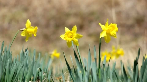 Blooming daffodils on the beach park. Vidéo 145971290