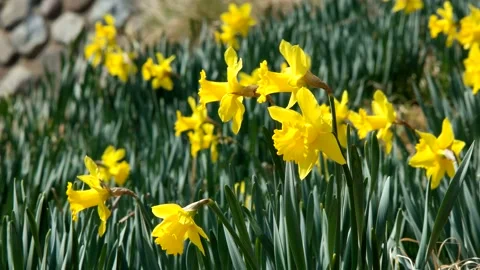 Blooming daffodils on the beach park. Stock Footage 145971332