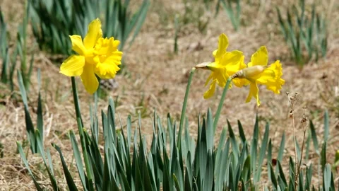 Blooming daffodils on the beach park. Stock Footage 145971333