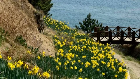 Blooming daffodils on the beach park. Stock Footage 145971564