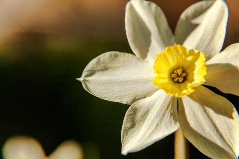 Blooming daffodils in bed Stock Photos