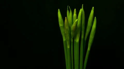 Blooming daffodils close Stock Footage 10825251