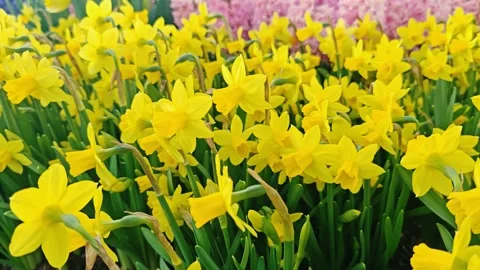 Blooming daffodils Stock Footage 304648400