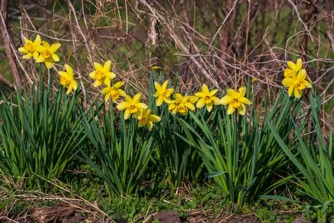 Blooming daffodils in the home garden Stock Photos