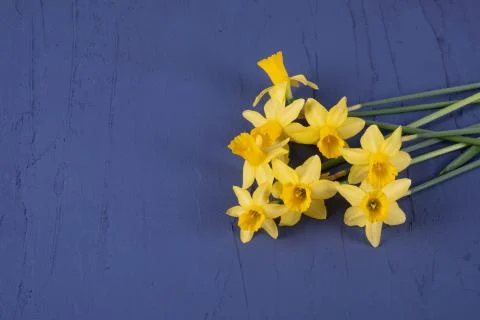 Blooming daffodils lie on a table Stock Photos