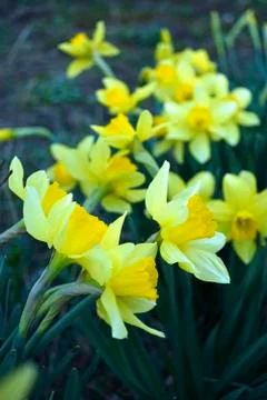 Blooming daffodils Stock Photos