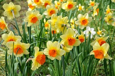 Blooming daffodils Stock Photos