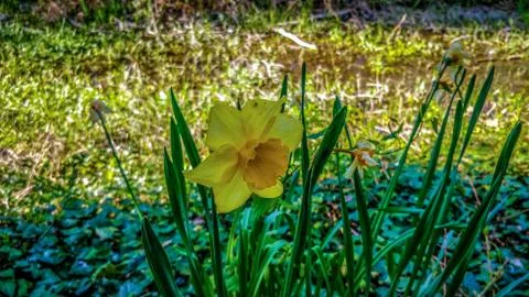Blooming daffodils Foto stock