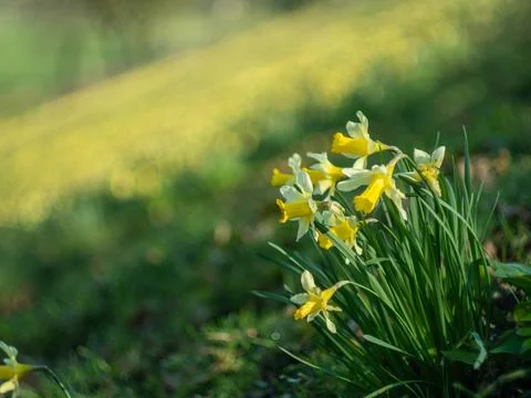 Blooming daffodils Stock Photos