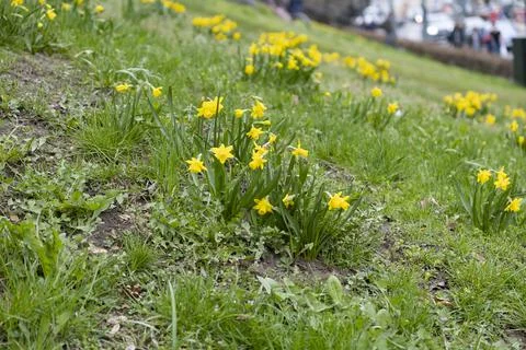 Blooming daffodils, selective focus Stock Photos