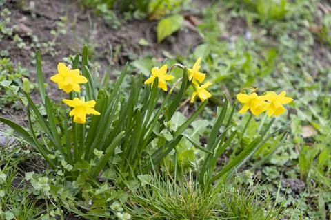 Blooming daffodils, selective focus Stock Photos