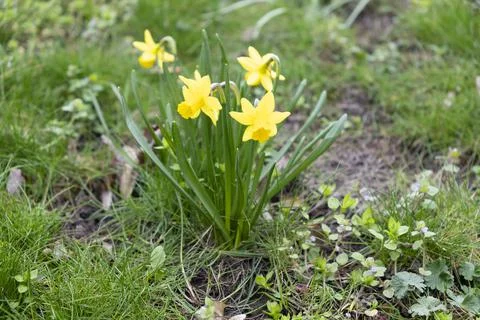 Blooming daffodils, selective focus Stock Photos