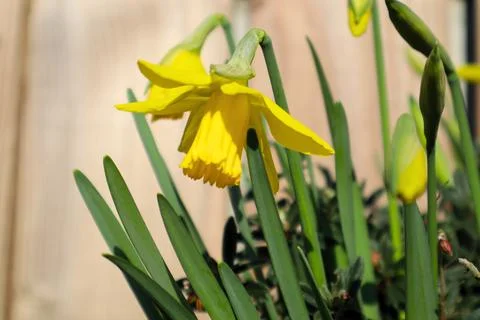 Blooming daffodils in spring close up Stock Photos