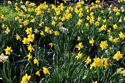 Blooming Daffodils in Spring Light. Stock Photos