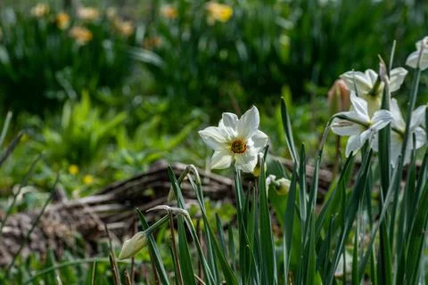 Blooming daffodils in spring park .White daffodils in a flower garden in spri Foto stock